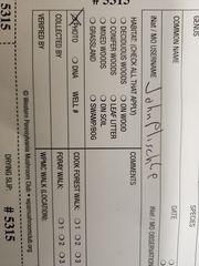 Hydropus praedecurrens
