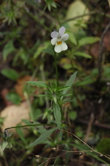 Viola × contempta