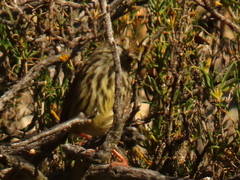 Prinia maculosa
