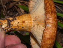 Lactarius scrobiculatus