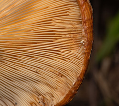 Lactarius scrobiculatus
