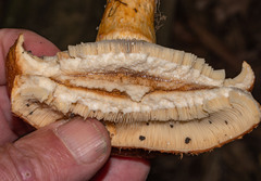 Lactarius scrobiculatus