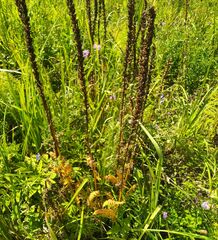 Pedicularis incarnata