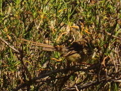Prinia maculosa