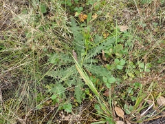 Cirsium muticum
