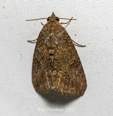 Odontodes