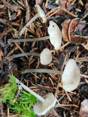 Hydropus praedecurrens