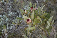 Protea lorifolia