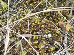 Aulacomnium palustre