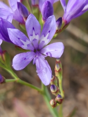 Codonorhiza elandsmontana