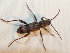 Xylotrechus colonus