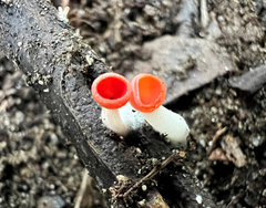 Sarcoscypha occidentalis