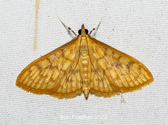 Pyraustinae