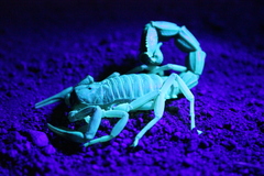 Parabuthus granulatus