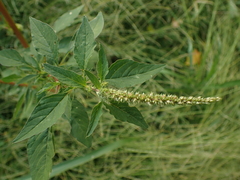 Amaranthus spinosus