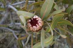 Protea lorifolia