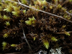 Aulacomnium palustre