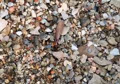 Kalotermes flavicollis