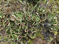Peltigera leucophlebia