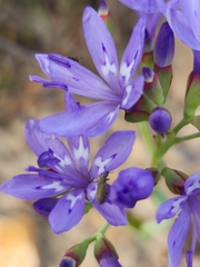 Codonorhiza elandsmontana