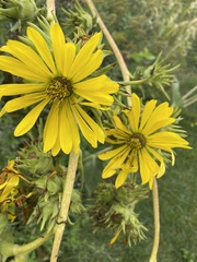 Silphium laciniatum