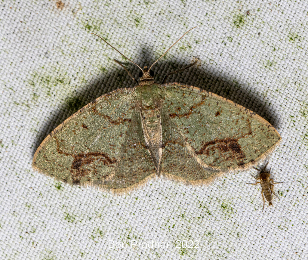 Eurytaphria viridulata