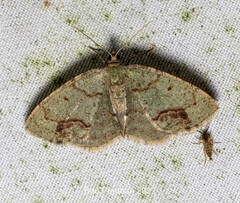 Eurytaphria viridulata