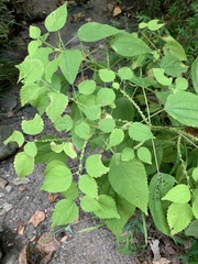 Neolasioptera boehmeriae