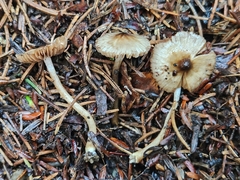 Inocybe fuscicothurnata