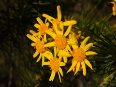 Euryops