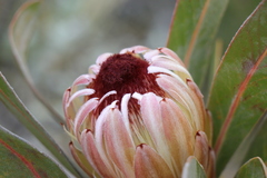 Protea lorifolia