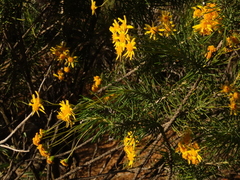 Euryops