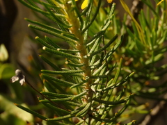 Euryops