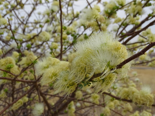 Albizia anthelmintica image