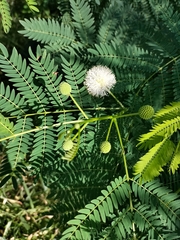 Leucaena