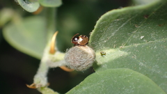 Acrosternum millierei