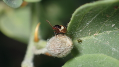 Acrosternum millierei