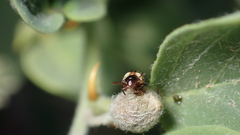 Acrosternum millierei