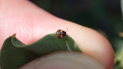 Acrosternum millierei