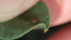 Acrosternum millierei