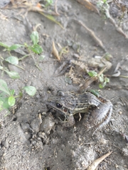 Leptodactylus fuscus