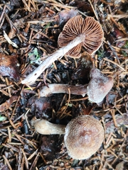 Cortinarius flexipes