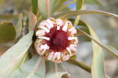 Protea lorifolia