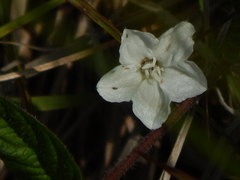 Stylisma humistrata