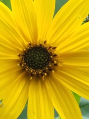 Helianthus strumosus
