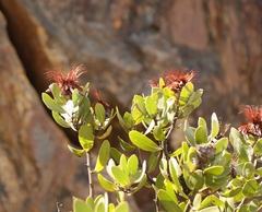 Protea punctata