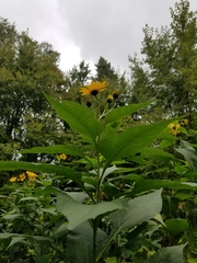 Helianthus strumosus