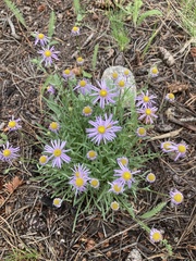 Erigeron divergens