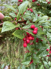 Cotoneaster bullatus
