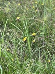 Xyris laxifolia